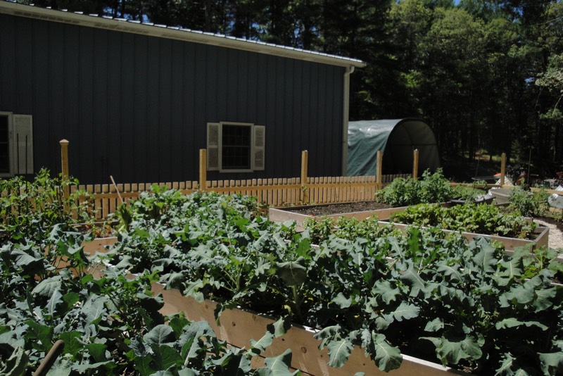 a completed raised bed system with plants